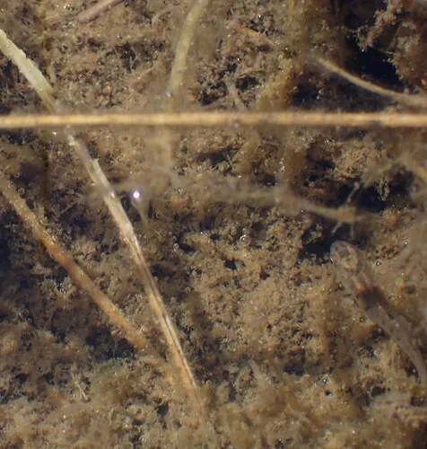 Mummichog
