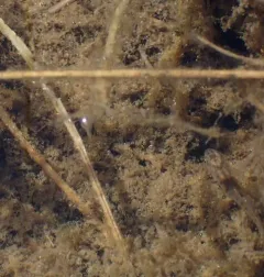 Mummichog thumbnail 1
