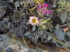 Boreal Fleabane thumbnail 1