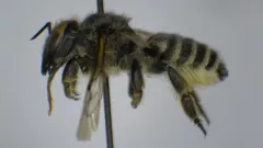 Megachile nevadensis thumbnail 2