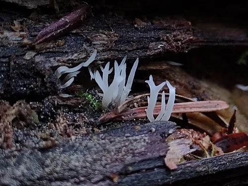 Lentaria albovinacea