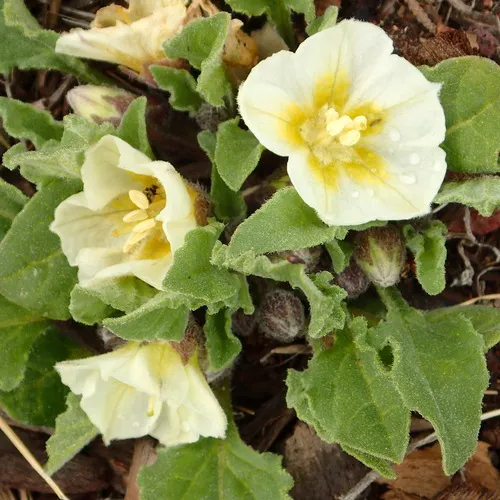 dwarf chamaesaracha