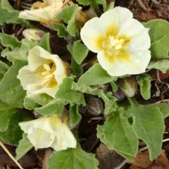 dwarf chamaesaracha thumbnail 1