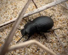 Eleodes scabrosa thumbnail 3