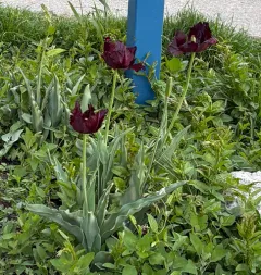 Garden Tulip thumbnail 1