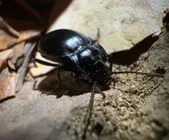 Contracted Bombing Beetle thumbnail 3