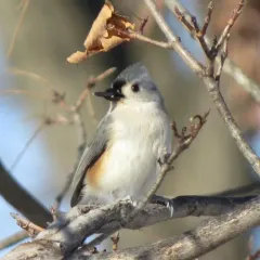 Tufted Titmouse thumbnail 2
