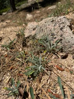 Fendler's ragwort thumbnail 2
