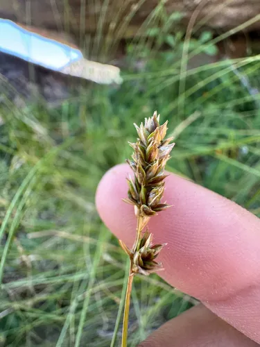 western sedge