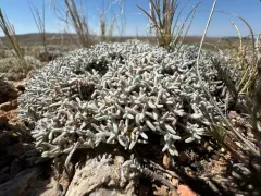 Singlestem Buckwheat thumbnail 2