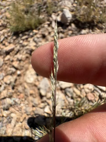 Muhlenbergia filiculmis
