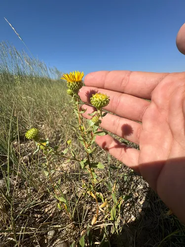 subalpine gumweed