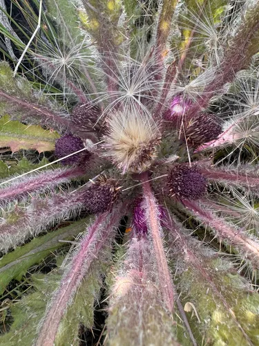 Stemless Thistle