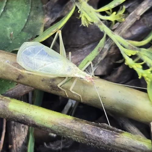 Broad-winged tree cricket