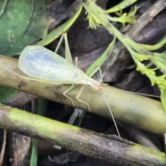 Broad-winged tree cricket thumbnail 1
