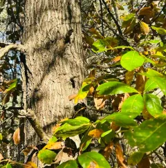 shingle oak thumbnail 2