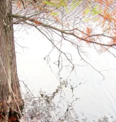 baldcypress thumbnail 2