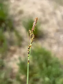 Parry's Sedge thumbnail 2