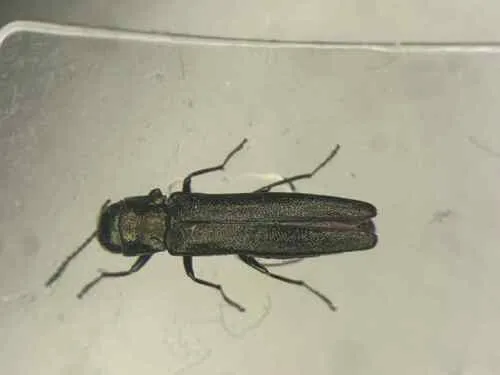Agrilus osburni