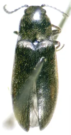 Decorated Click Beetle thumbnail 3