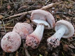 Blushing Bride Amanita thumbnail 4