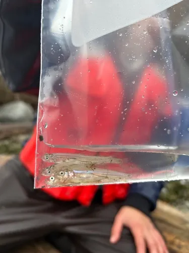 Longfin Smelt