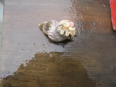 Ladder Whelk thumbnail 2
