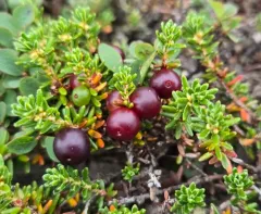 Purple Crowberry thumbnail 2