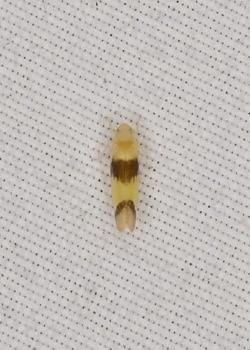 Ossiannilssonola volans