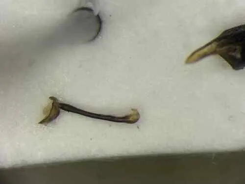 Plateros bispiculatus