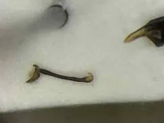 Plateros bispiculatus thumbnail 1