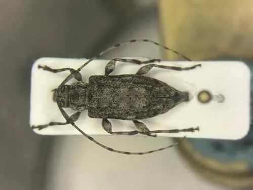 Astylopsis collaris