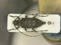 Astylopsis collaris thumbnail 1