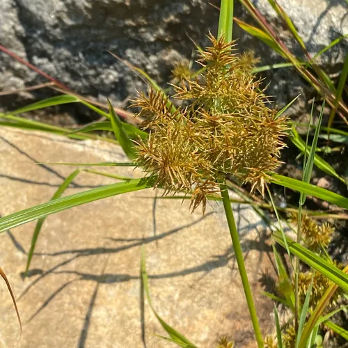 Engelmann's Flatsedge