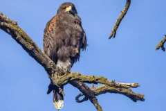 Harris's Hawk thumbnail 2