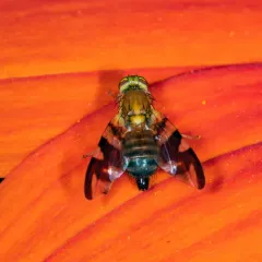 Walnut Husk Maggot Fly thumbnail 2