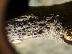 Pseudocosmospora eutypellae thumbnail 2