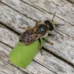 Frigid Leafcutter Bee thumbnail 4