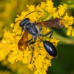 Mexican Grass-carrying Wasp thumbnail 2