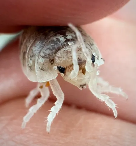 Commando Isopod