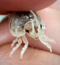 Commando Isopod thumbnail 1