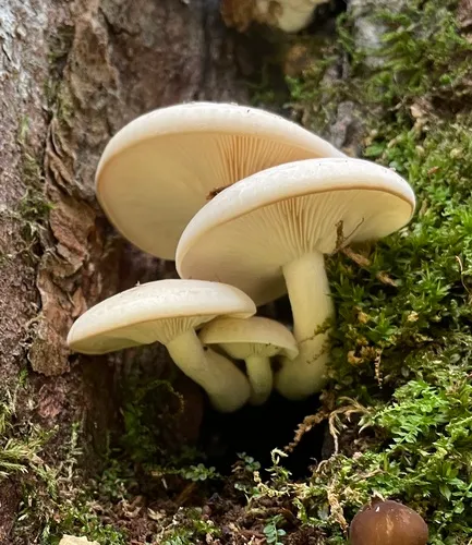 Beech Mushroom