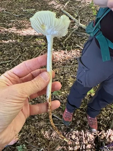 Oudemansiella rugosoceps