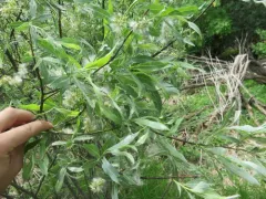 white willow thumbnail 2