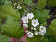 Pennsylvania Hawthorn thumbnail 4
