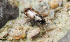 Bembidion versicolor thumbnail 4