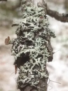 Hypogymnia wilfiana thumbnail 2