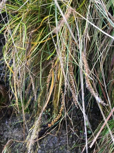 Three-ribbed Arrowgrass
