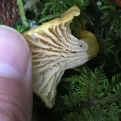 Yellowfoot thumbnail 3