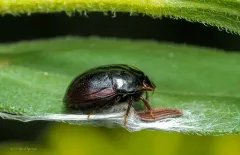 Galgupha atra thumbnail 3